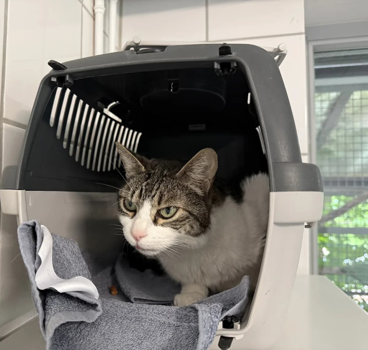 Cleo, female senior European Shorthair for adoption at Franziskus-Tierheim Hamburg, Hamburg