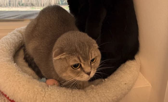 Coco, female senior Scottish Fold for adoption at Franziskus-Tierheim Hamburg, Hamburg