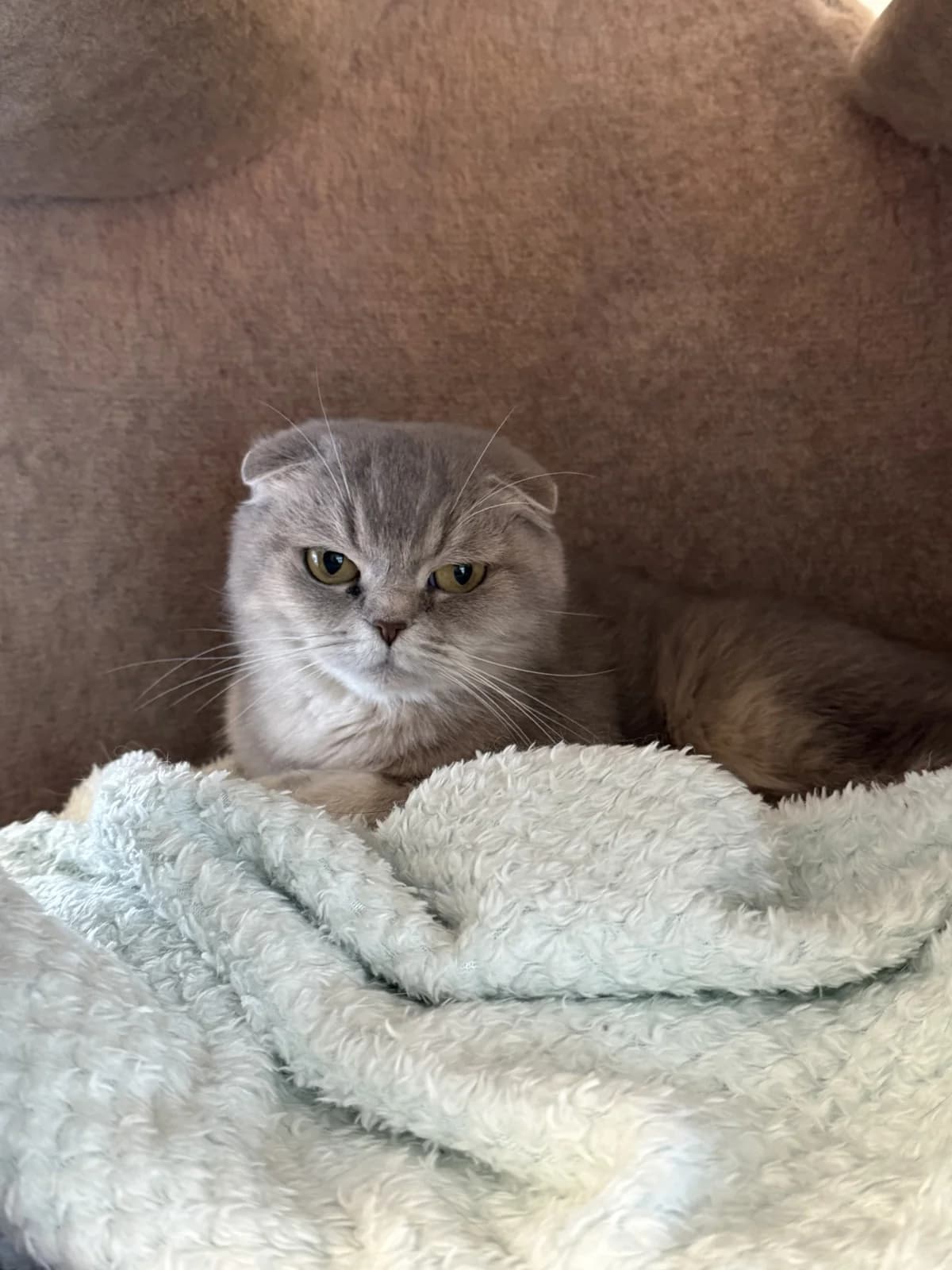 Coco, female senior Scottish Fold for adoption at Franziskus-Tierheim Hamburg, Hamburg