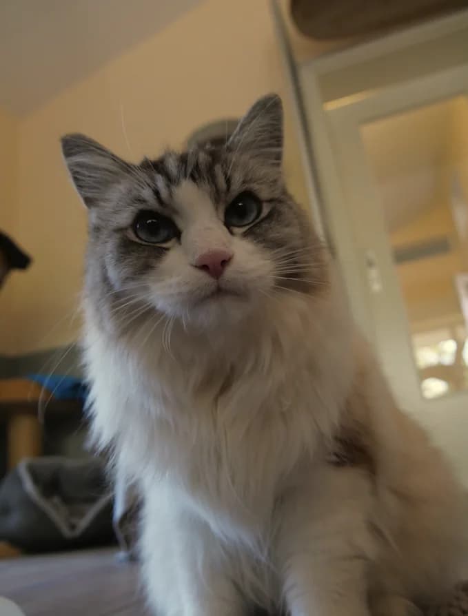 Davinci, male senior Ragdoll for adoption at Franziskus-Tierheim Hamburg, Hamburg