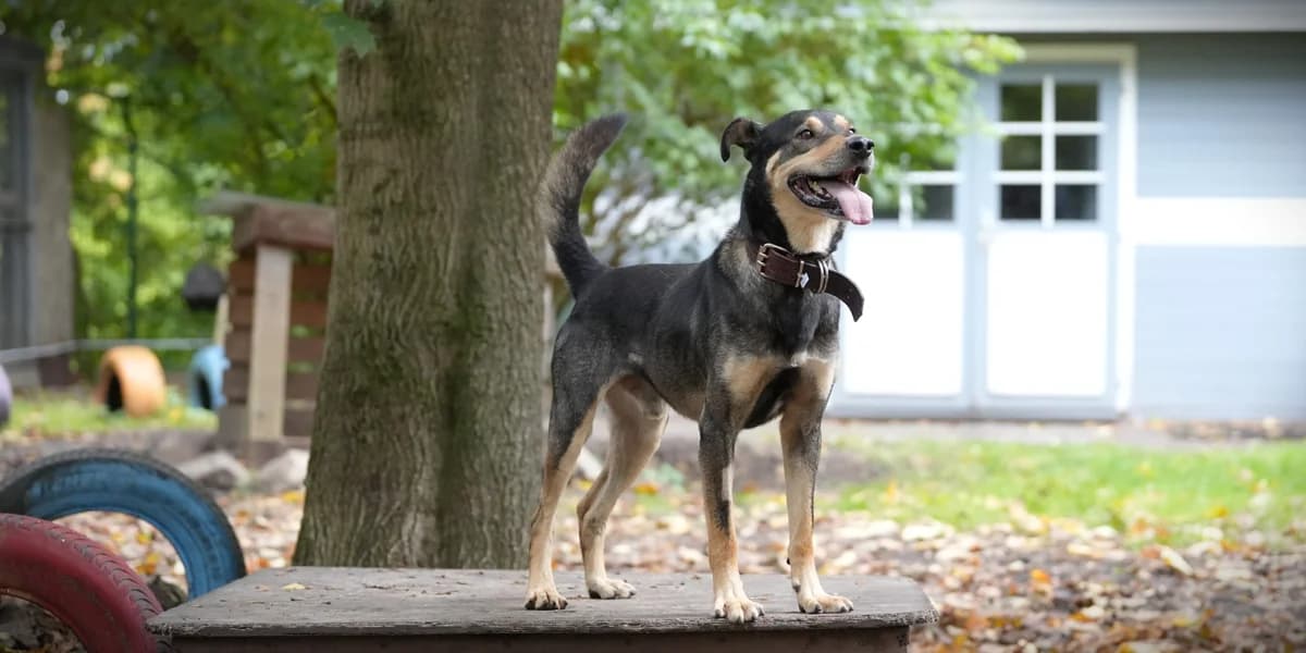 Dezsi, male young Mixed Breed for adoption at Franziskus-Tierheim Hamburg, Hamburg