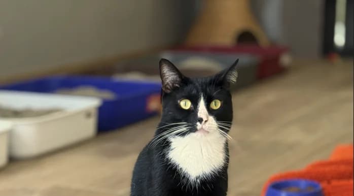 Diego, male 4yo European Shorthair for adoption at Franziskus-Tierheim Hamburg, Hamburg