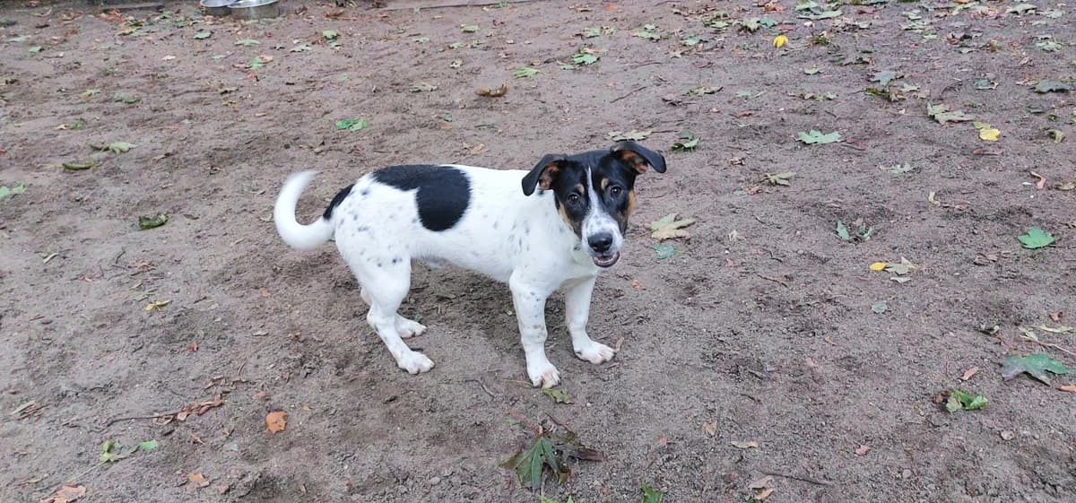 Donny, male puppy Mixed Breed for adoption at Franziskus-Tierheim Hamburg, Hamburg