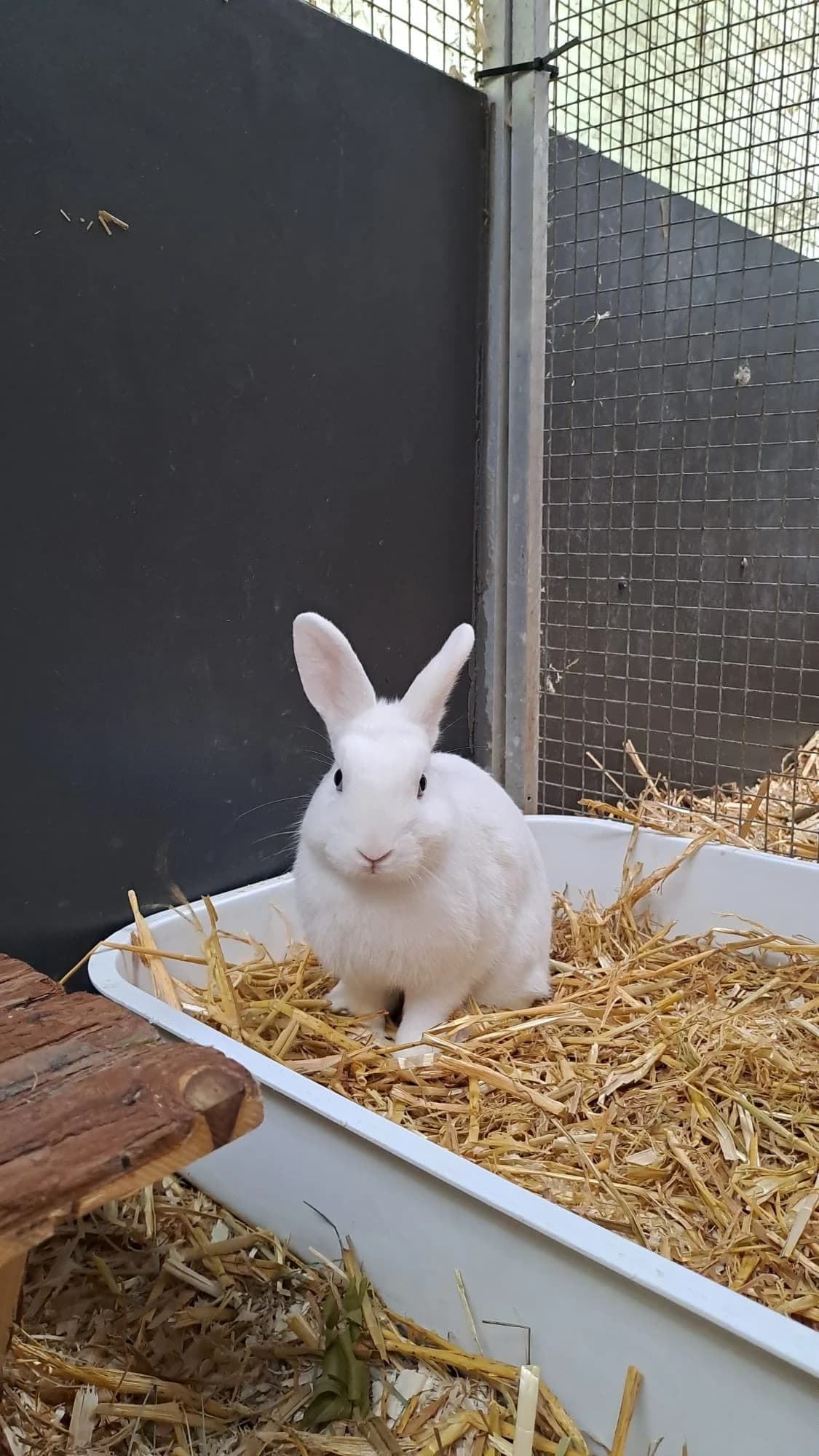 Dumbledore, male puppy mixed breed for adoption at Franziskus-Tierheim Hamburg, Hamburg
