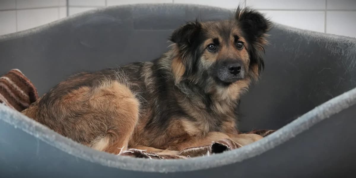 Ella, female young Mixed Breed for adoption at Franziskus-Tierheim Hamburg, Hamburg