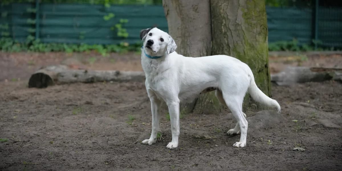 Elly, female young Mixed Breed for adoption at Franziskus-Tierheim Hamburg, Hamburg