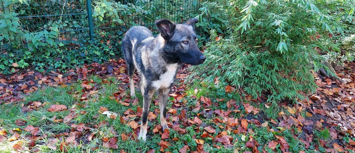 Emmeline, female young German Shepherd for adoption at Franziskus-Tierheim Hamburg, Hamburg