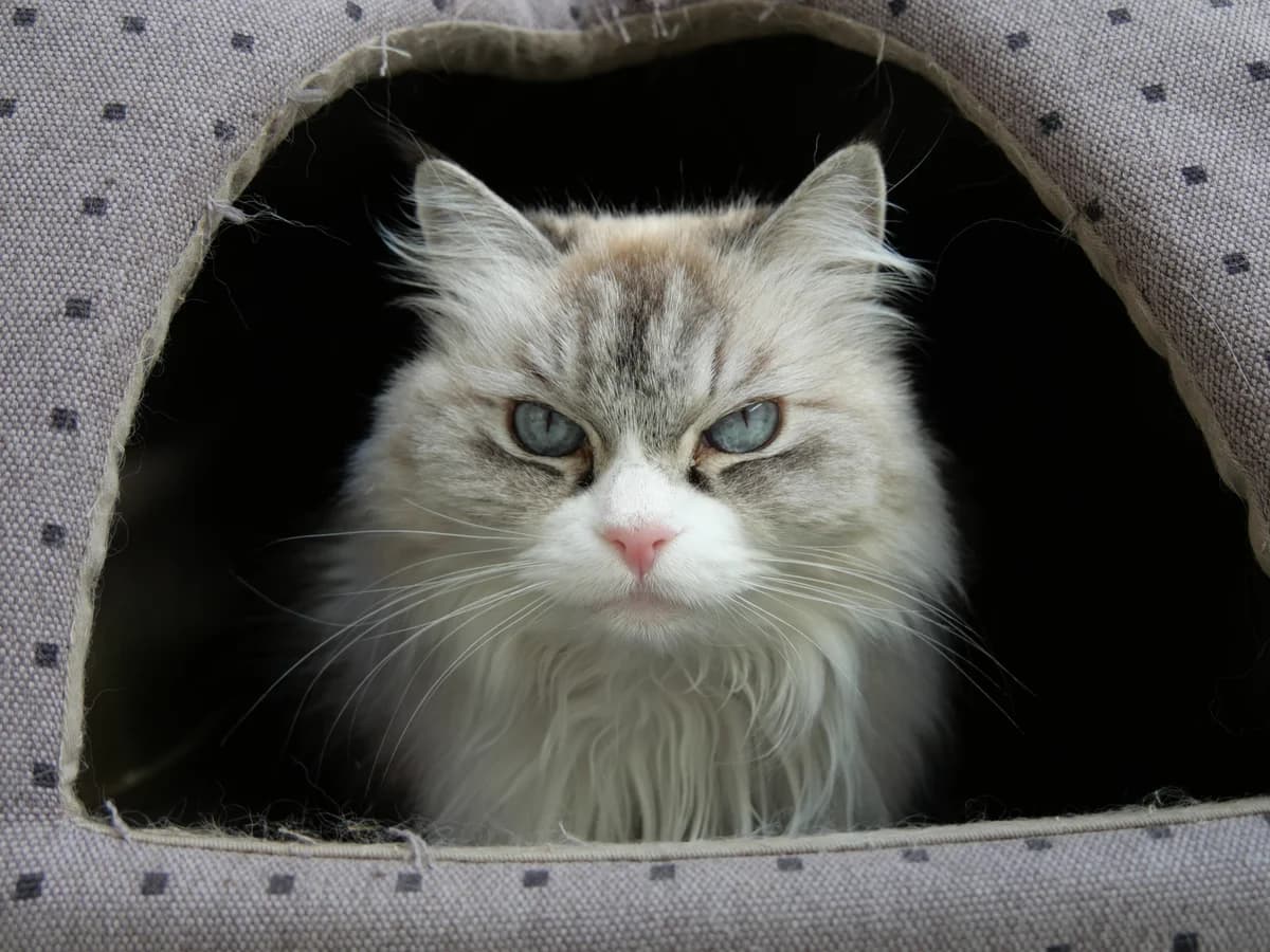 Engelchen, female senior Ragdoll for adoption at Franziskus-Tierheim Hamburg, Hamburg