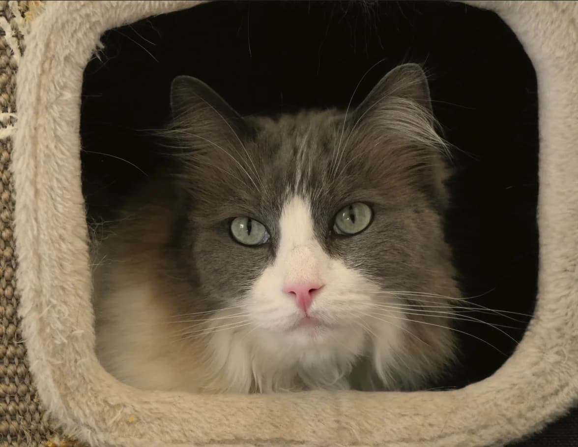 Finni, male senior Ragdoll for adoption at Franziskus-Tierheim Hamburg, Hamburg