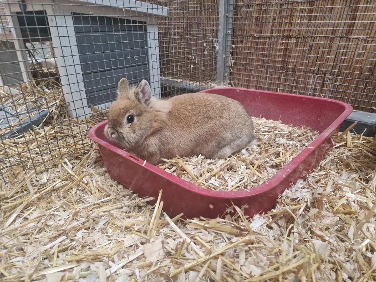 Foxy, female 6yo mixed breed for adoption at Franziskus-Tierheim Hamburg, Hamburg