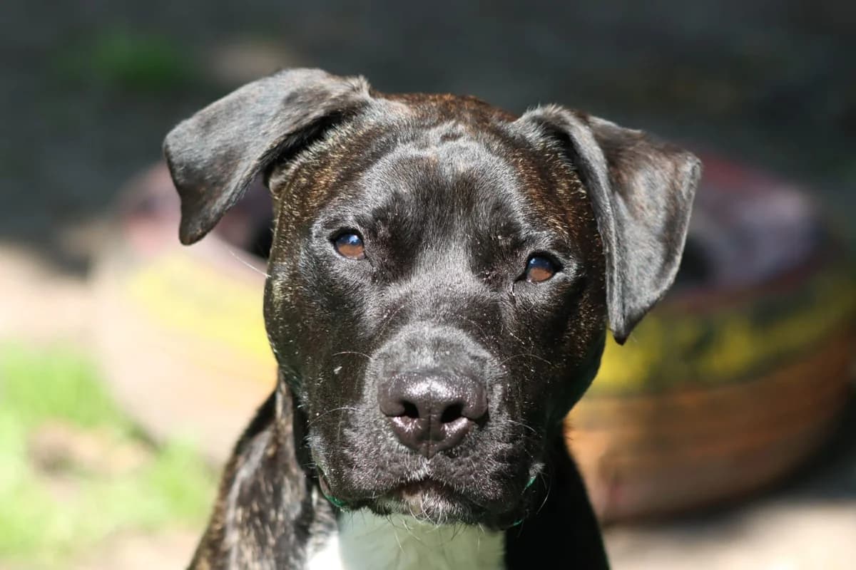 Franky, male 5yo Mixed Breed for adoption at Franziskus-Tierheim Hamburg, Hamburg