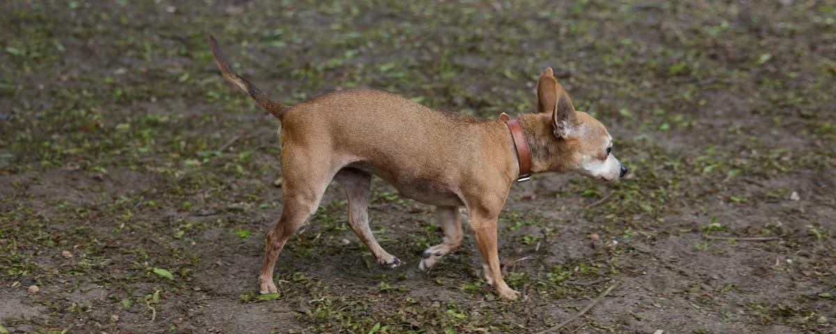 Frau Nielson, female senior mixed breed for adoption at Franziskus-Tierheim Hamburg, Hamburg