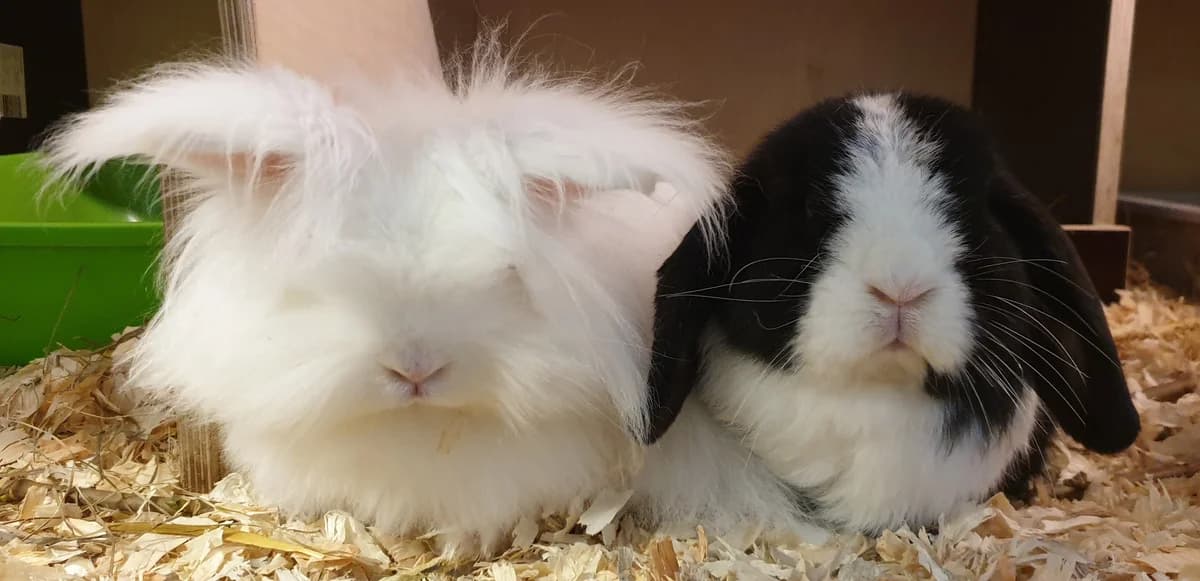 Fridolin, male mixed breed for adoption at Hamburg