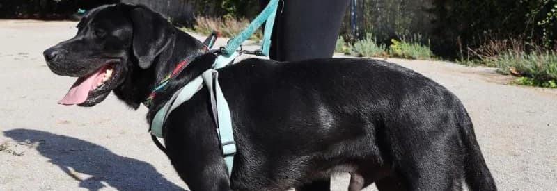 Groot, male 5yo Labrador Retriever for adoption at Franziskus-Tierheim Hamburg, Hamburg