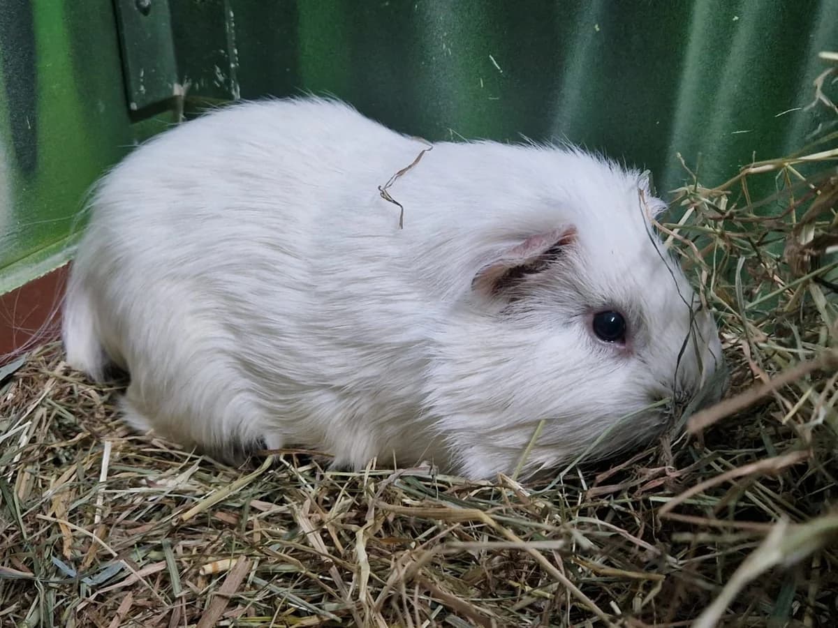Hubert, male 3yo mixed breed for adoption at Franziskus-Tierheim Hamburg, Hamburg