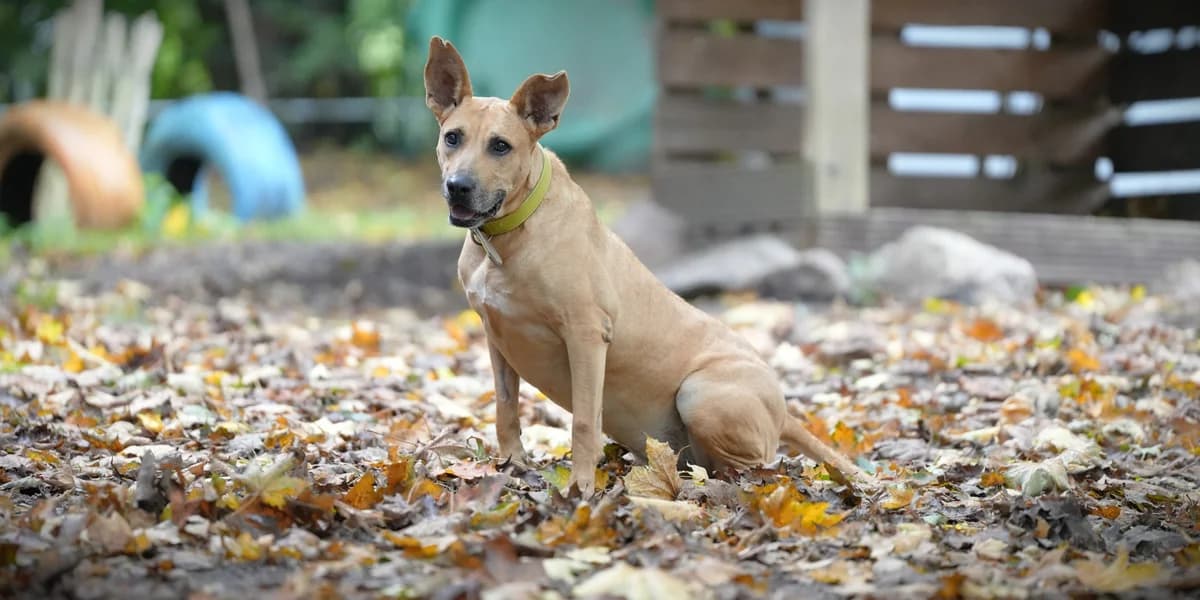 Imola, female senior Mixed Breed for adoption at Franziskus-Tierheim Hamburg, Hamburg