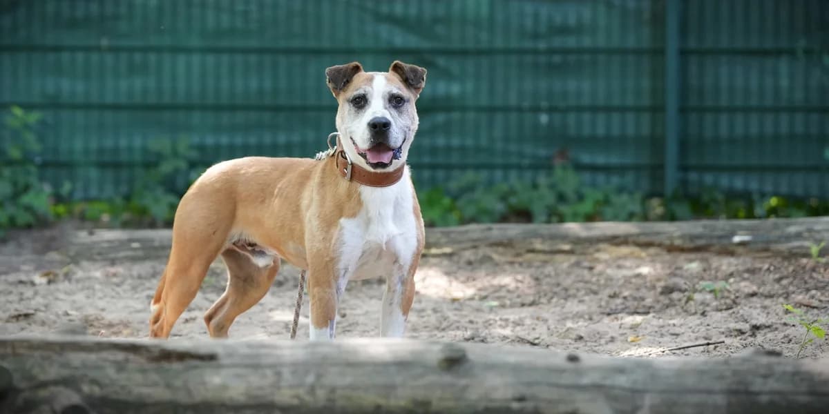Ingo, male 7yo Mixed Breed for adoption at Franziskus-Tierheim Hamburg, Hamburg