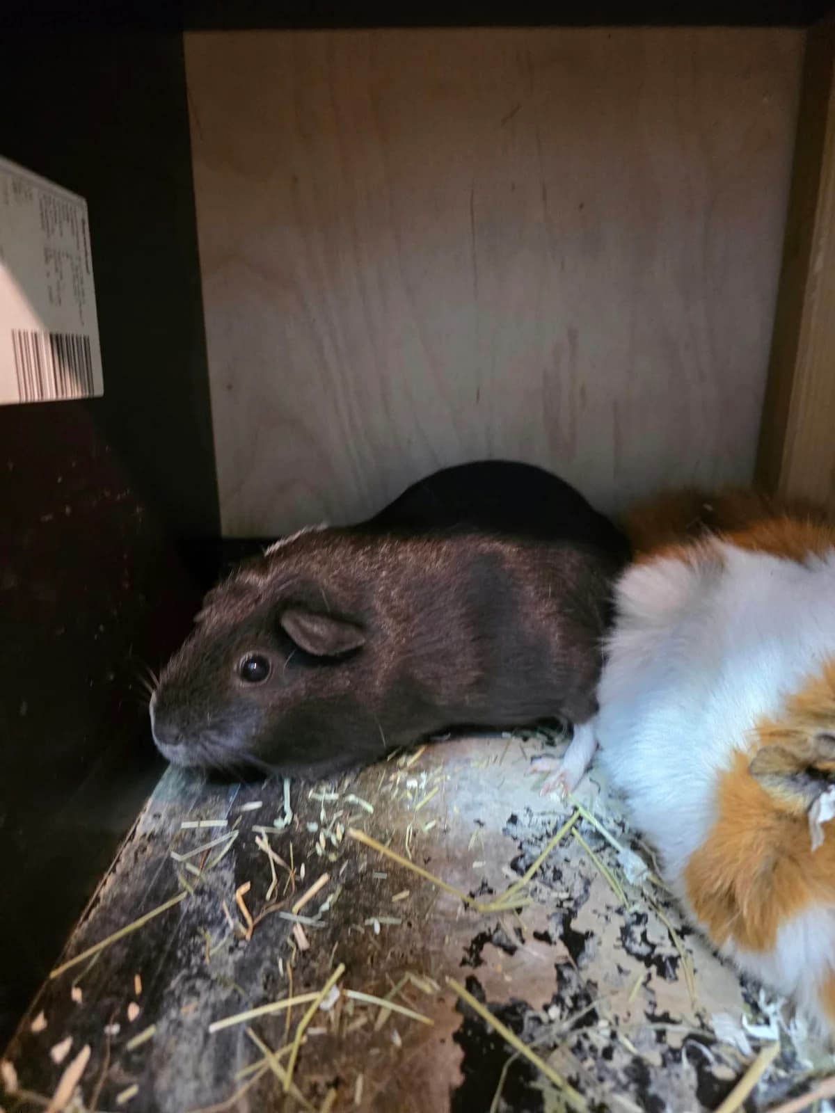 Janina, female 4yo mixed breed for adoption at Franziskus-Tierheim Hamburg, Hamburg