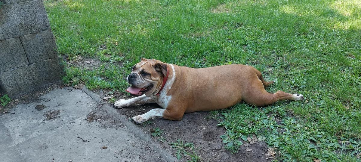 Jette, female senior English Bulldog for adoption at Franziskus-Tierheim Hamburg, Hamburg