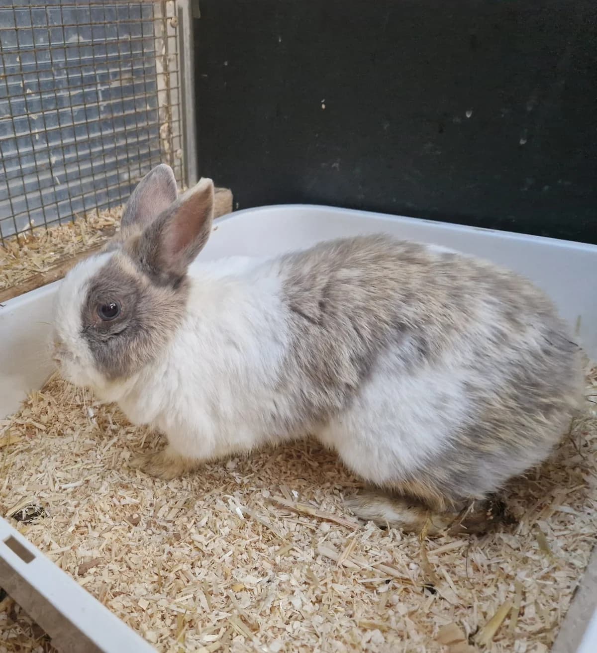 Jette, female 5yo mixed breed for adoption at Franziskus-Tierheim Hamburg, Hamburg