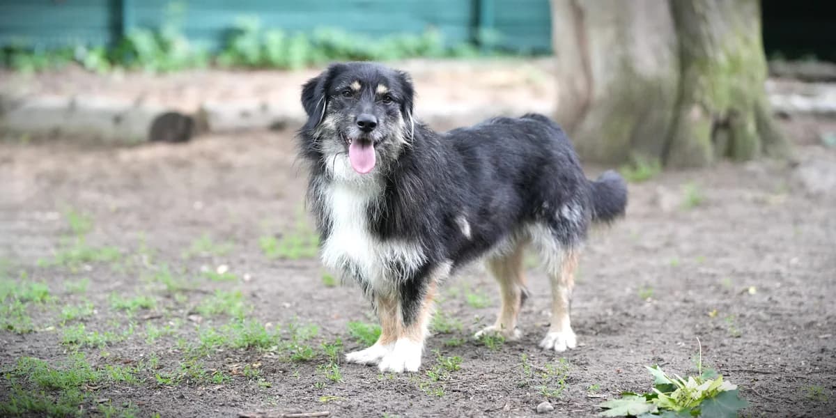 Kali, male young Mixed Breed for adoption at Franziskus-Tierheim Hamburg, Hamburg
