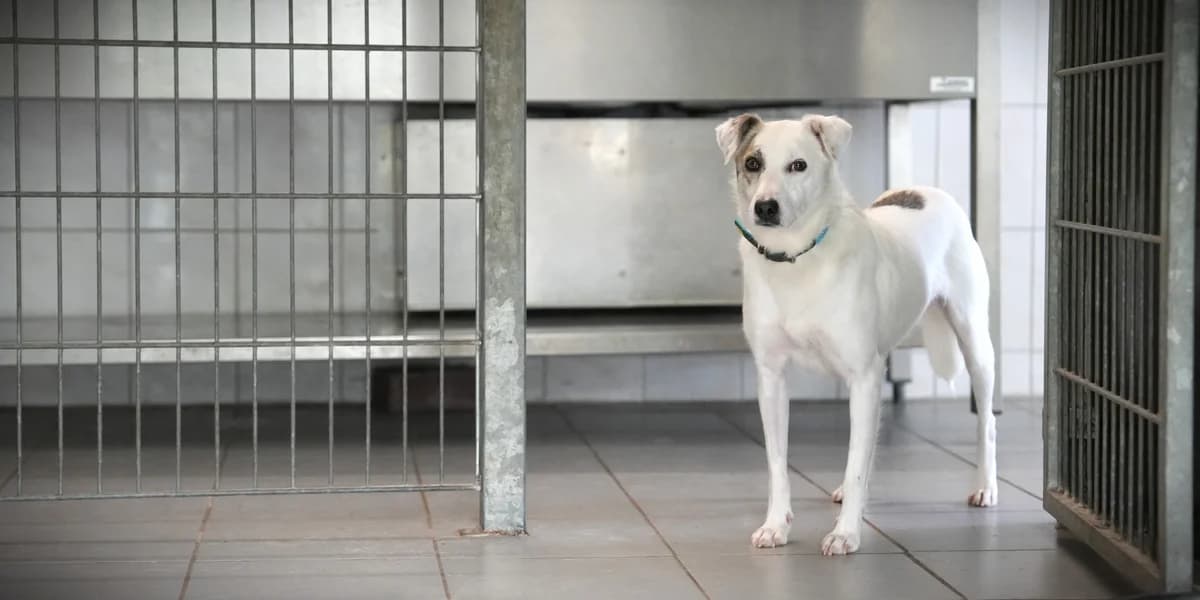 Kati, female 5yo Mixed Breed for adoption at Franziskus-Tierheim Hamburg, Hamburg