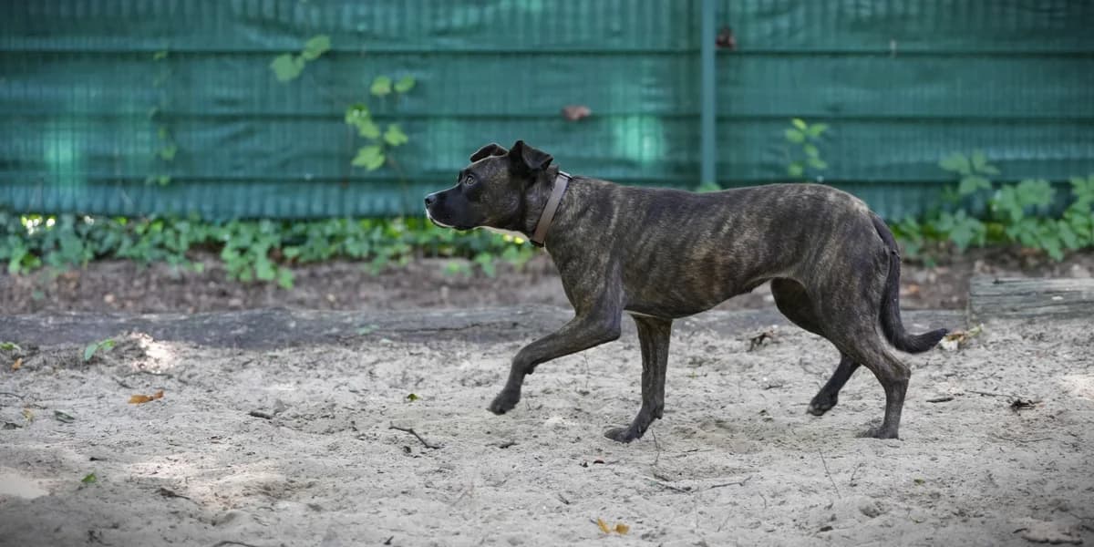 Kira, female young Mixed Breed for adoption at Franziskus-Tierheim Hamburg, Hamburg