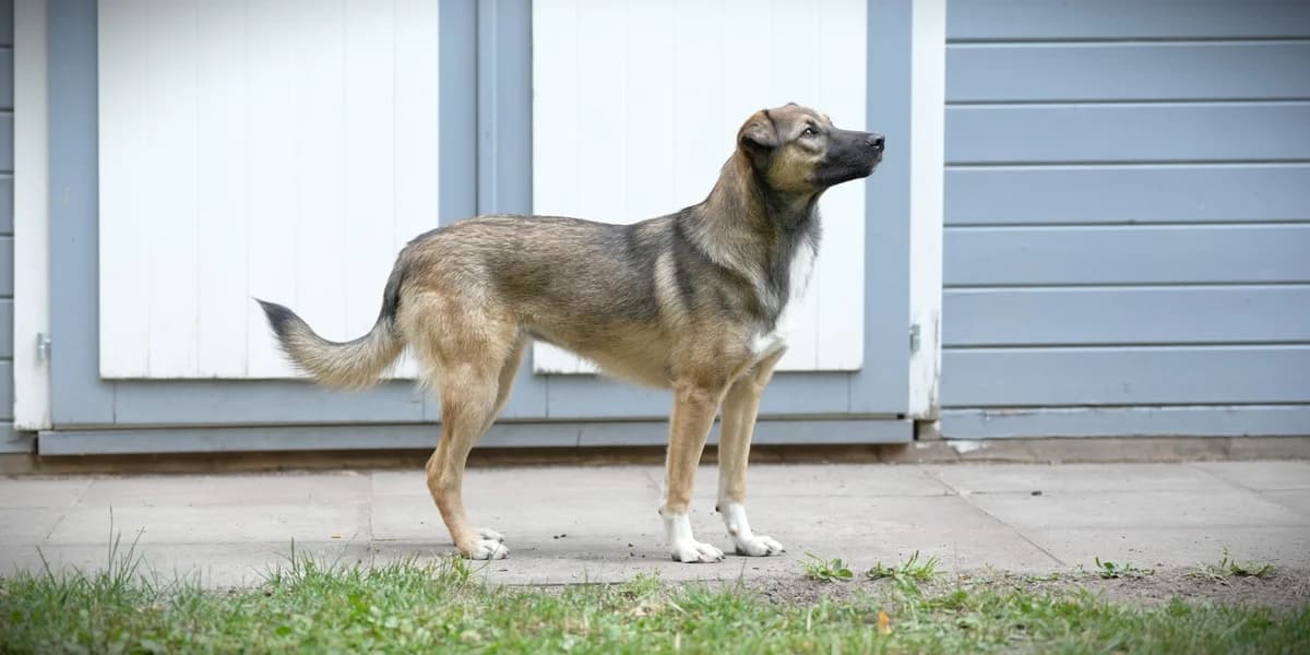 Klara, female puppy Mixed Breed for adoption at Franziskus-Tierheim Hamburg, Hamburg