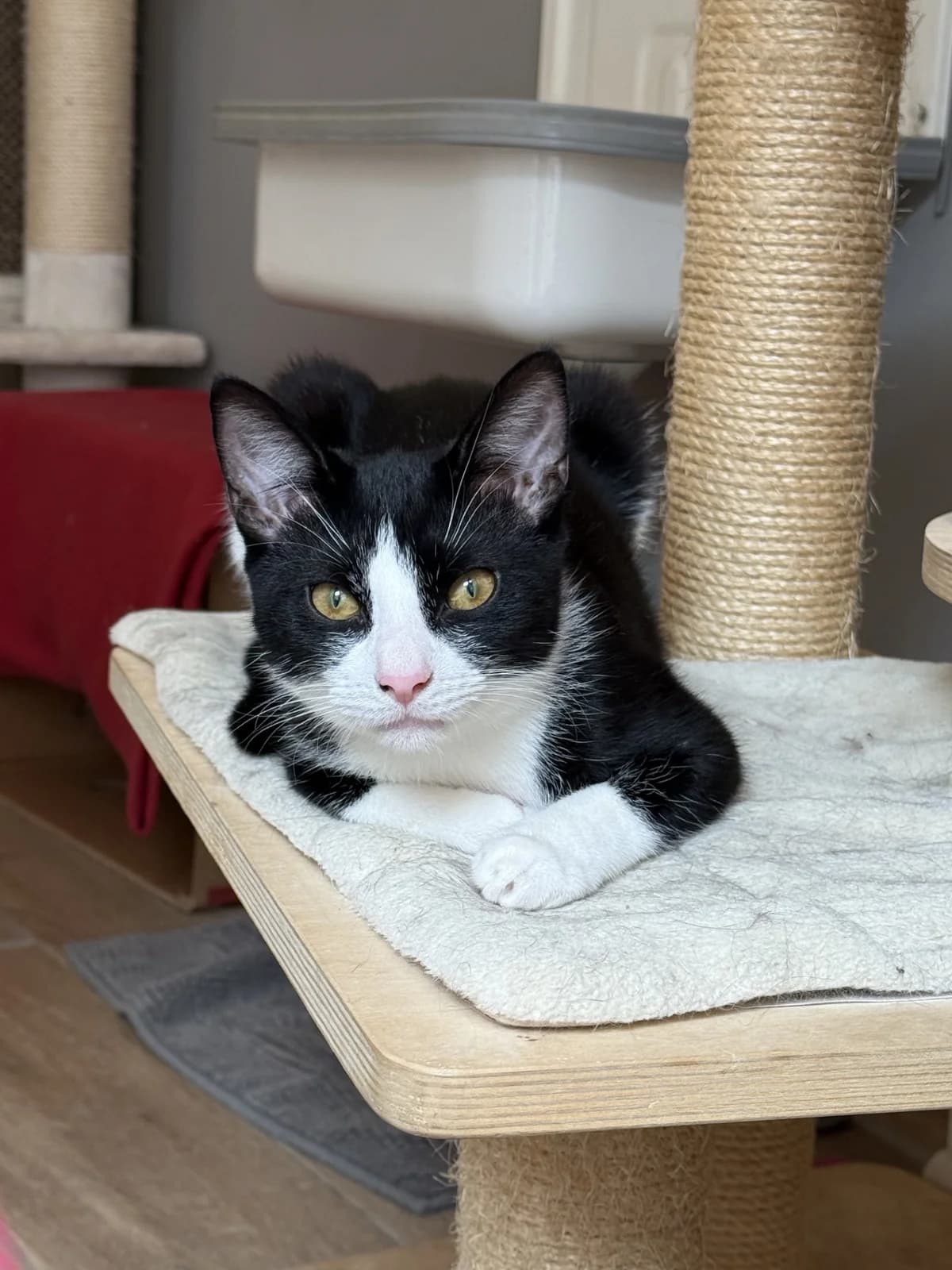 KrΓΌmel, male puppy European Shorthair for adoption at Franziskus-Tierheim Hamburg, Hamburg