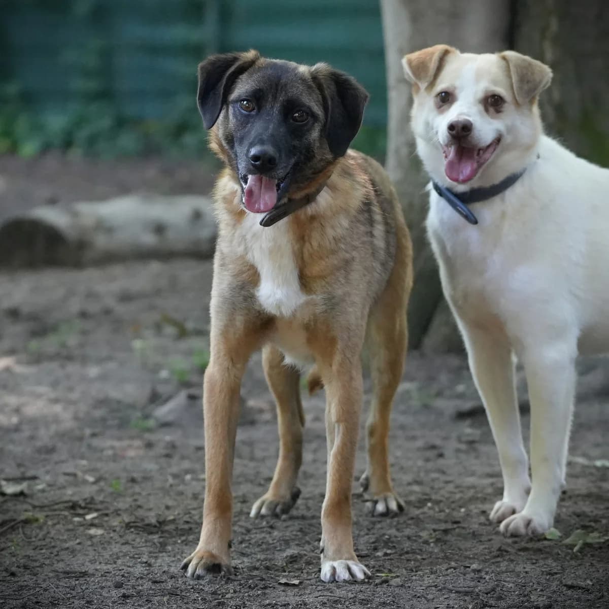Kuno, male young Mixed Breed for adoption at Franziskus-Tierheim Hamburg, Hamburg