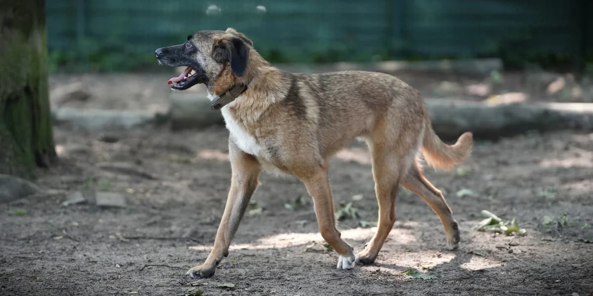 Kuno, male young Mixed Breed for adoption at Franziskus-Tierheim Hamburg, Hamburg