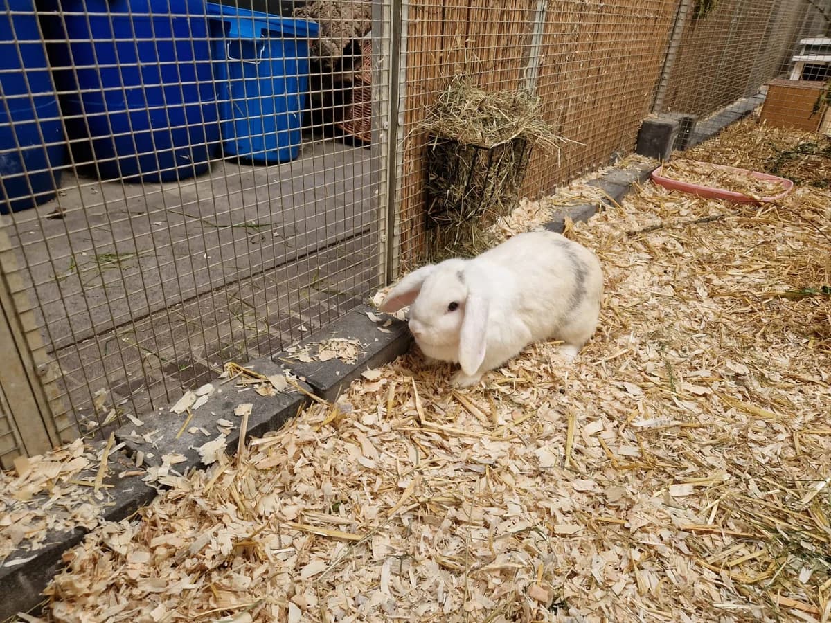 Lea, female young mixed breed for adoption at Franziskus-Tierheim Hamburg, Hamburg