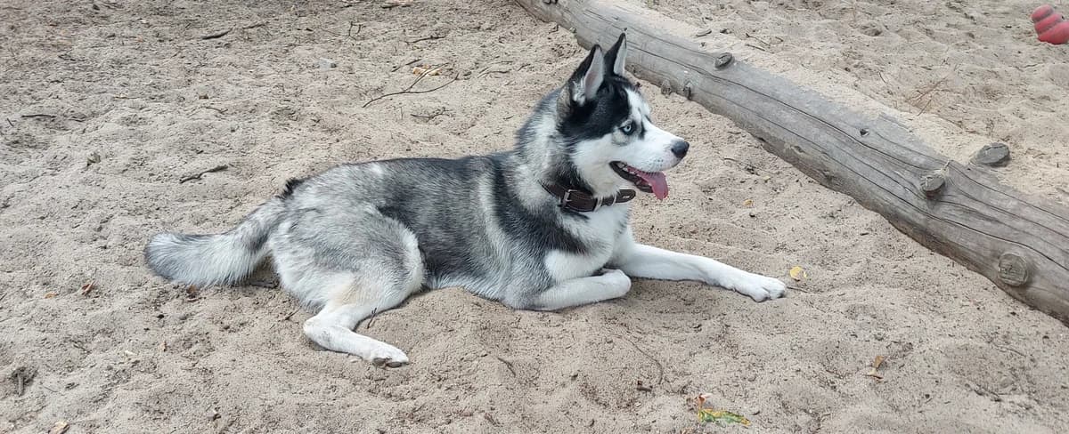 Leo, male young Husky for adoption at Franziskus-Tierheim Hamburg, Hamburg
