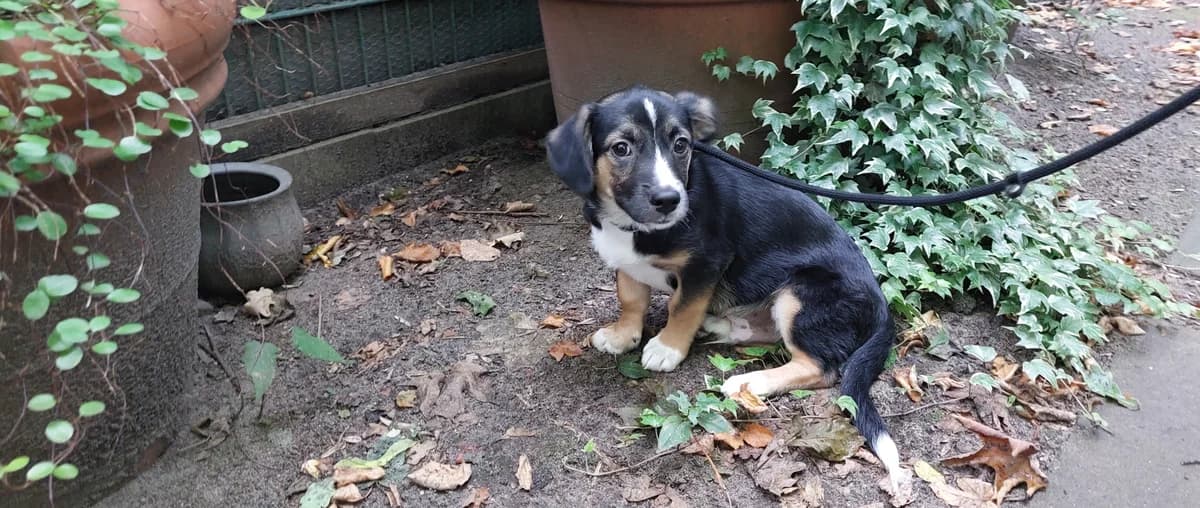 Leonardo, male puppy Mixed Breed for adoption at Franziskus-Tierheim Hamburg, Hamburg