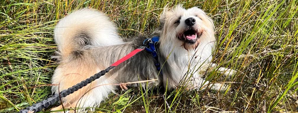 Lio, male 4yo Mixed Breed for adoption at Franziskus-Tierheim Hamburg, Hamburg