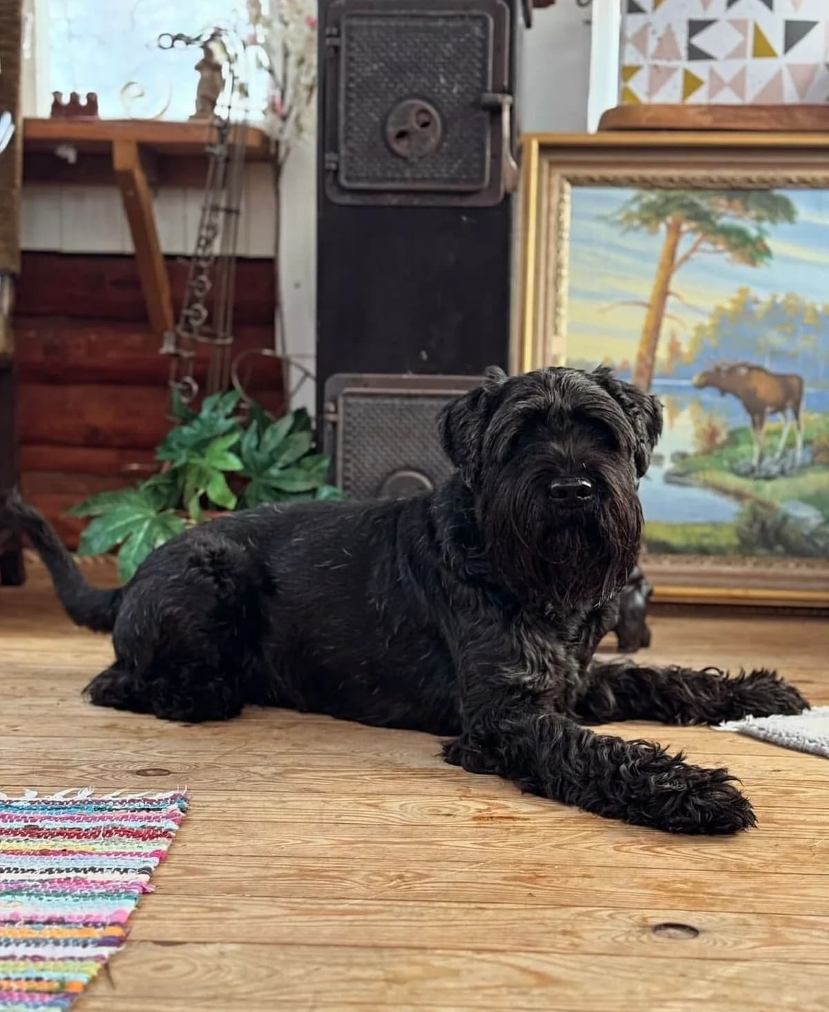 Luca, male 6yo Standard Schnauzer for adoption at Franziskus-Tierheim Hamburg, Hamburg