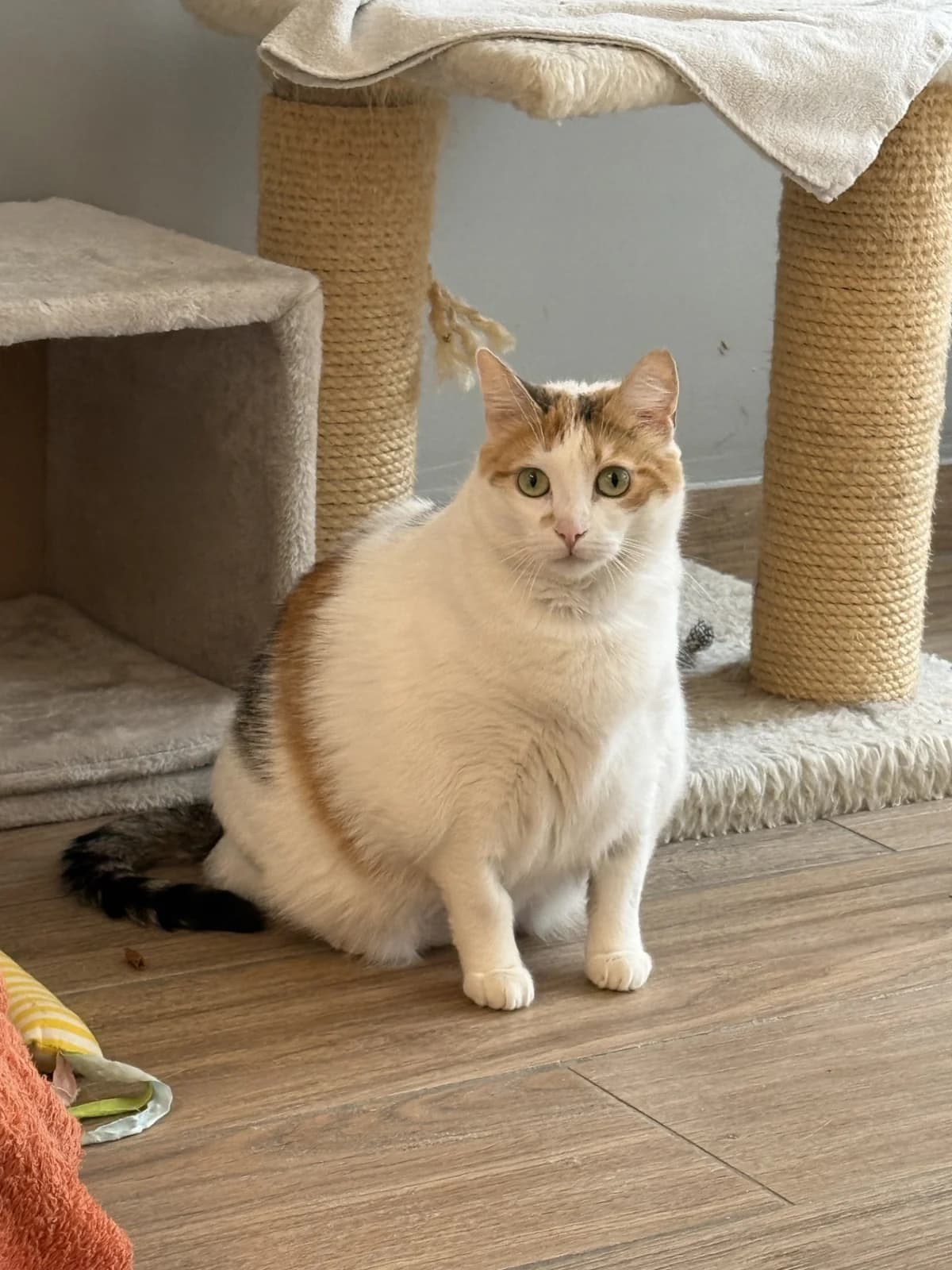 Lucy, female European Shorthair for adoption at Franziskus-Tierheim Hamburg, Hamburg