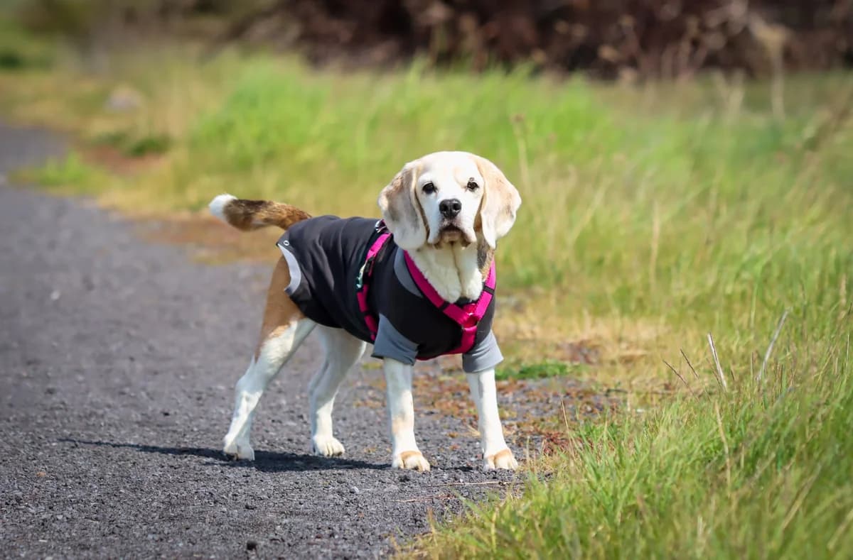 Luna, female senior Beagle for adoption at Franziskus-Tierheim Hamburg, Hamburg