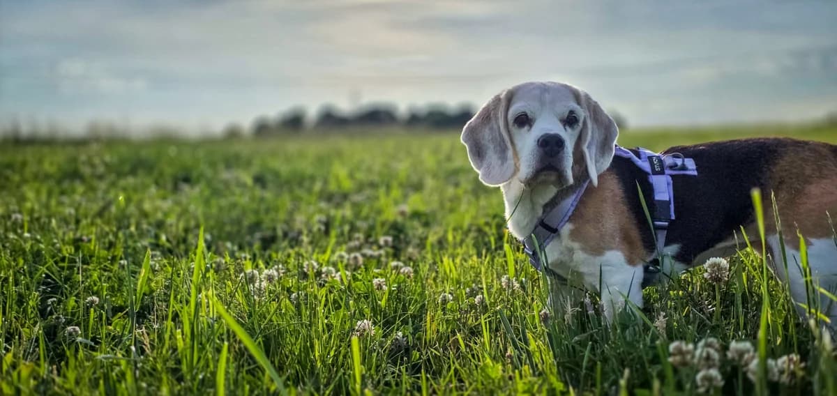 Luna auf Pflegestelle & Paten gesucht, female senior Beagle for adoption at Franziskus-Tierheim Hamburg, Hamburg