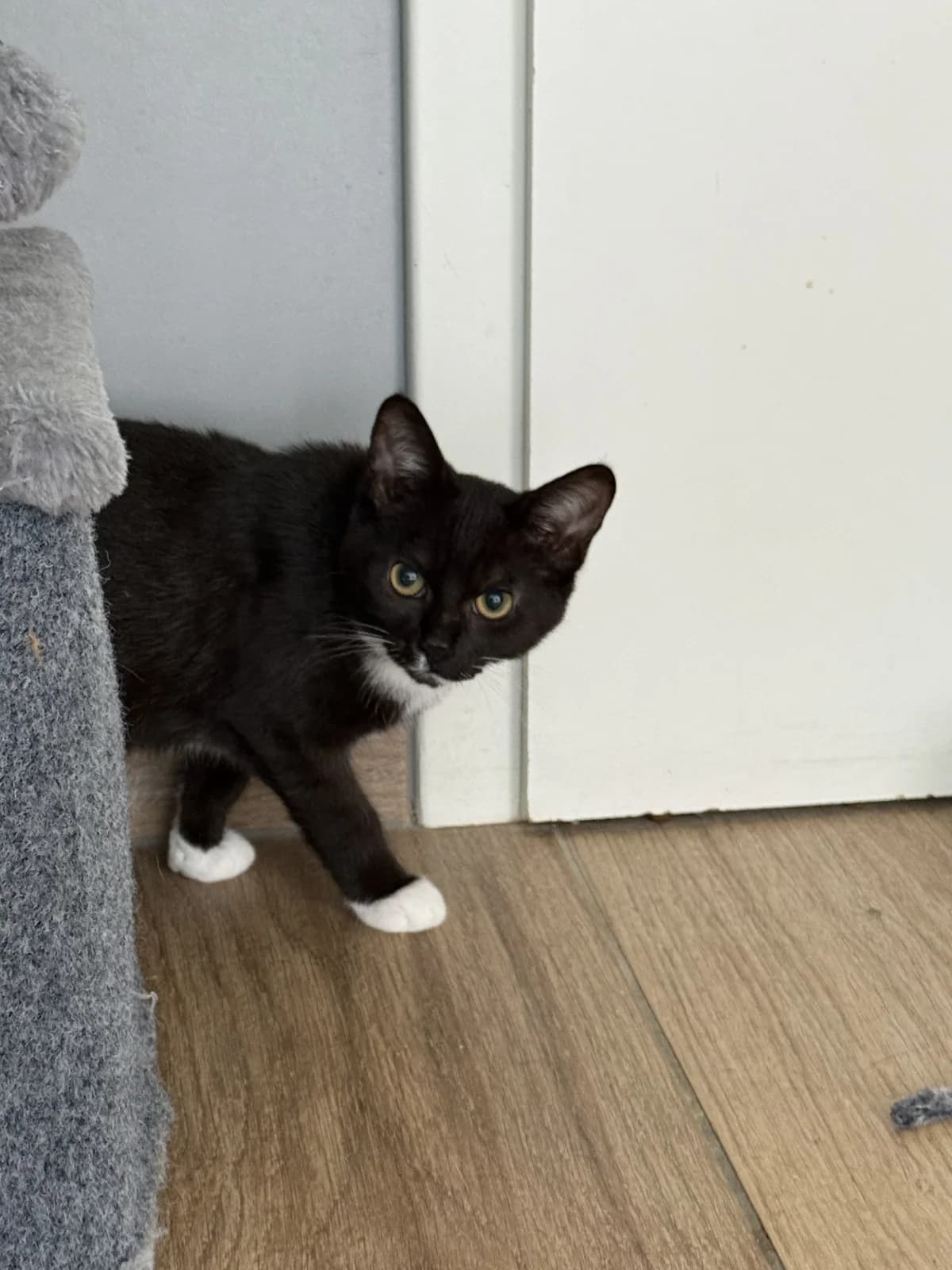 Madita, male puppy European Shorthair for adoption at Franziskus-Tierheim Hamburg, Hamburg