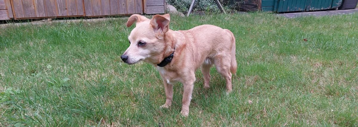 Melly, female senior Chihuahua for adoption at Franziskus-Tierheim Hamburg, Hamburg