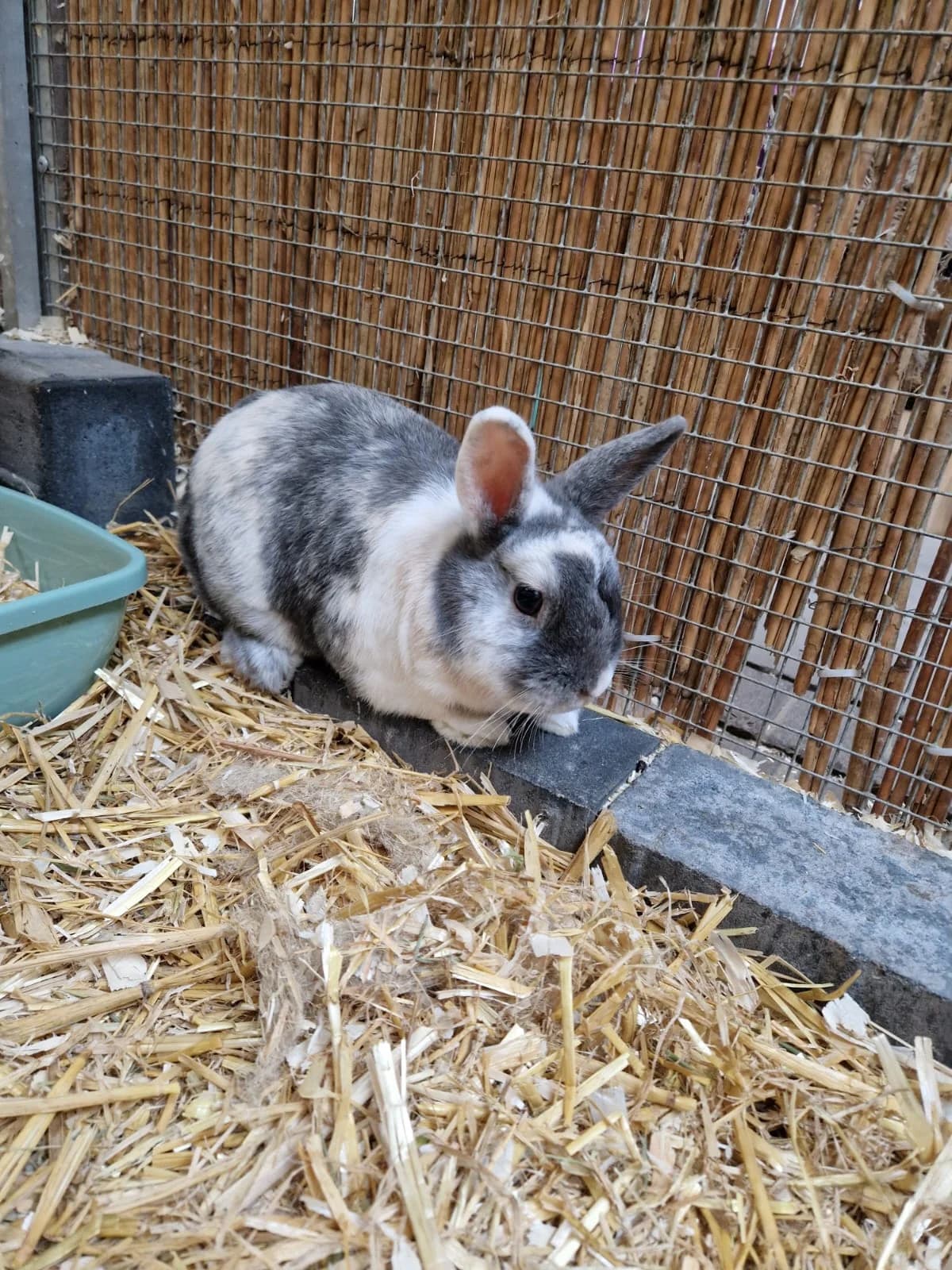 Micki, male 3yo mixed breed for adoption at Franziskus-Tierheim Hamburg, Hamburg