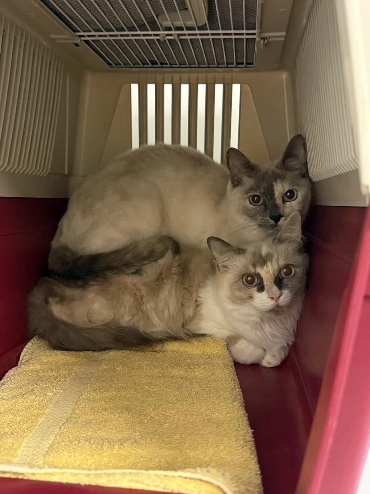 Micky, female 4yo Ragdoll for adoption at Franziskus-Tierheim Hamburg, Hamburg