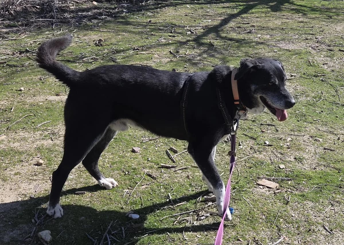Mimo, male 7yo Mixed Breed for adoption at Franziskus-Tierheim Hamburg, Hamburg