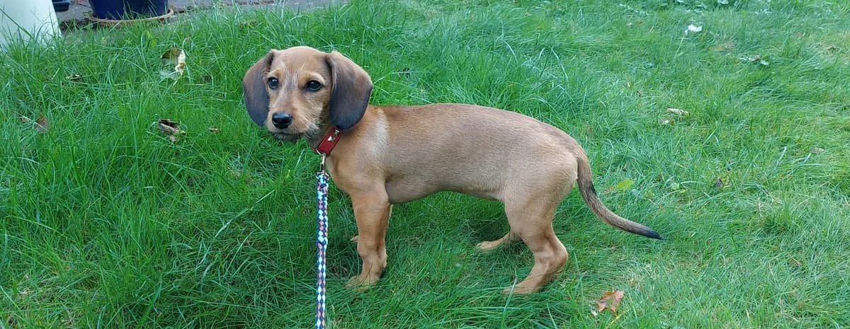 Nala, female puppy Dachshund for adoption at Franziskus-Tierheim Hamburg, Hamburg