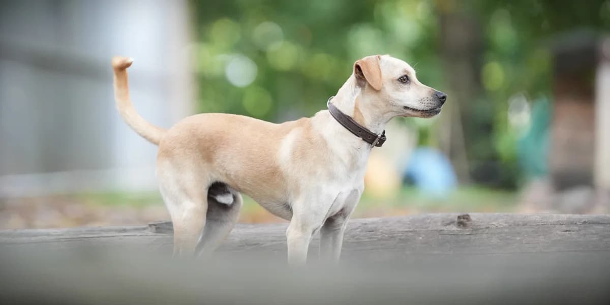 Nublo, male puppy Mixed Breed for adoption at Franziskus-Tierheim Hamburg, Hamburg