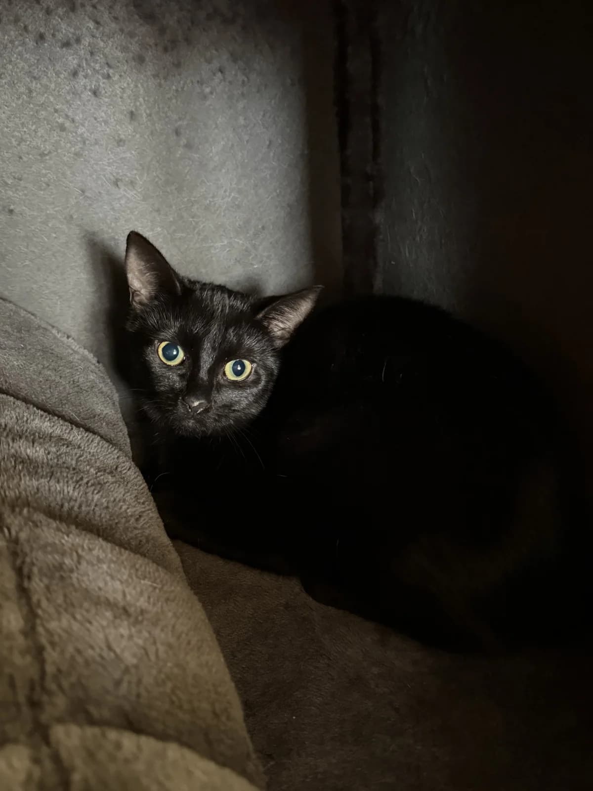 Nuri, female puppy European Shorthair for adoption at Franziskus-Tierheim Hamburg, Hamburg