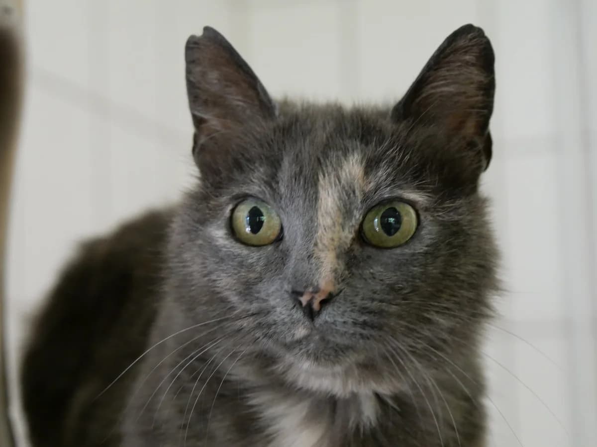Nuria, female European Shorthair for adoption at Franziskus-Tierheim Hamburg, Hamburg