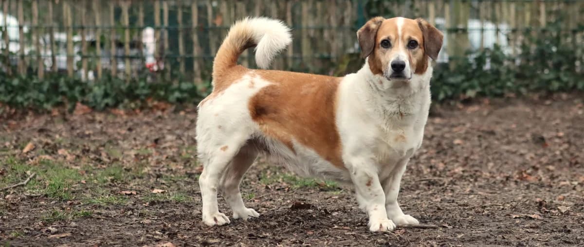 Pancho, male senior Mixed Breed for adoption at Franziskus-Tierheim Hamburg, Hamburg