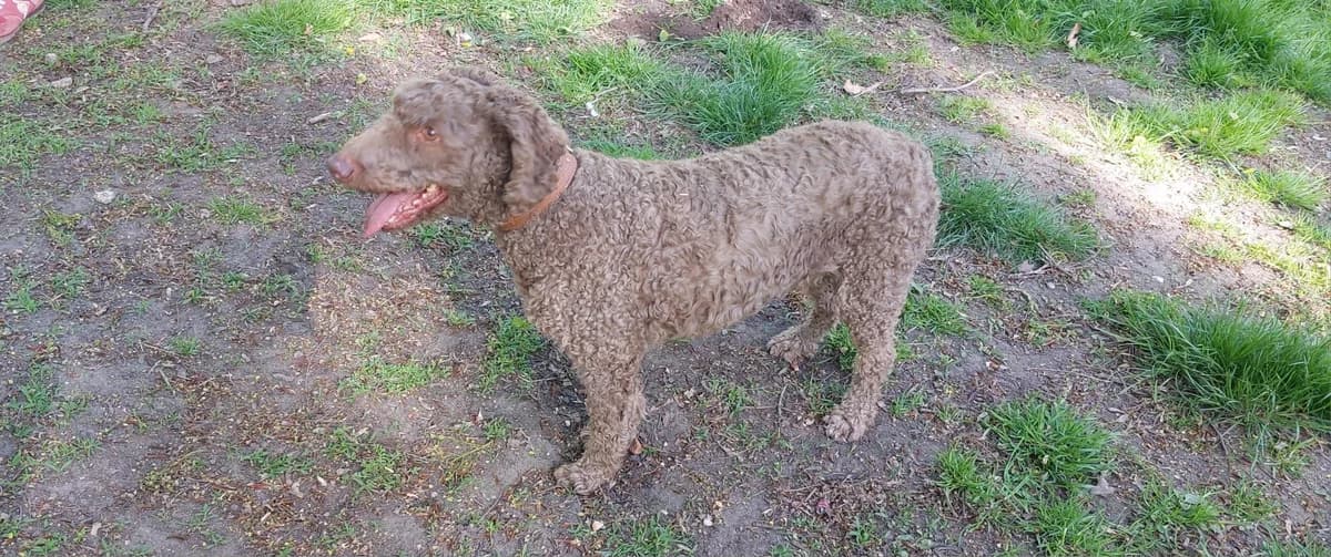 Pepe, male senior mixed breed for adoption at Franziskus-Tierheim Hamburg, Hamburg